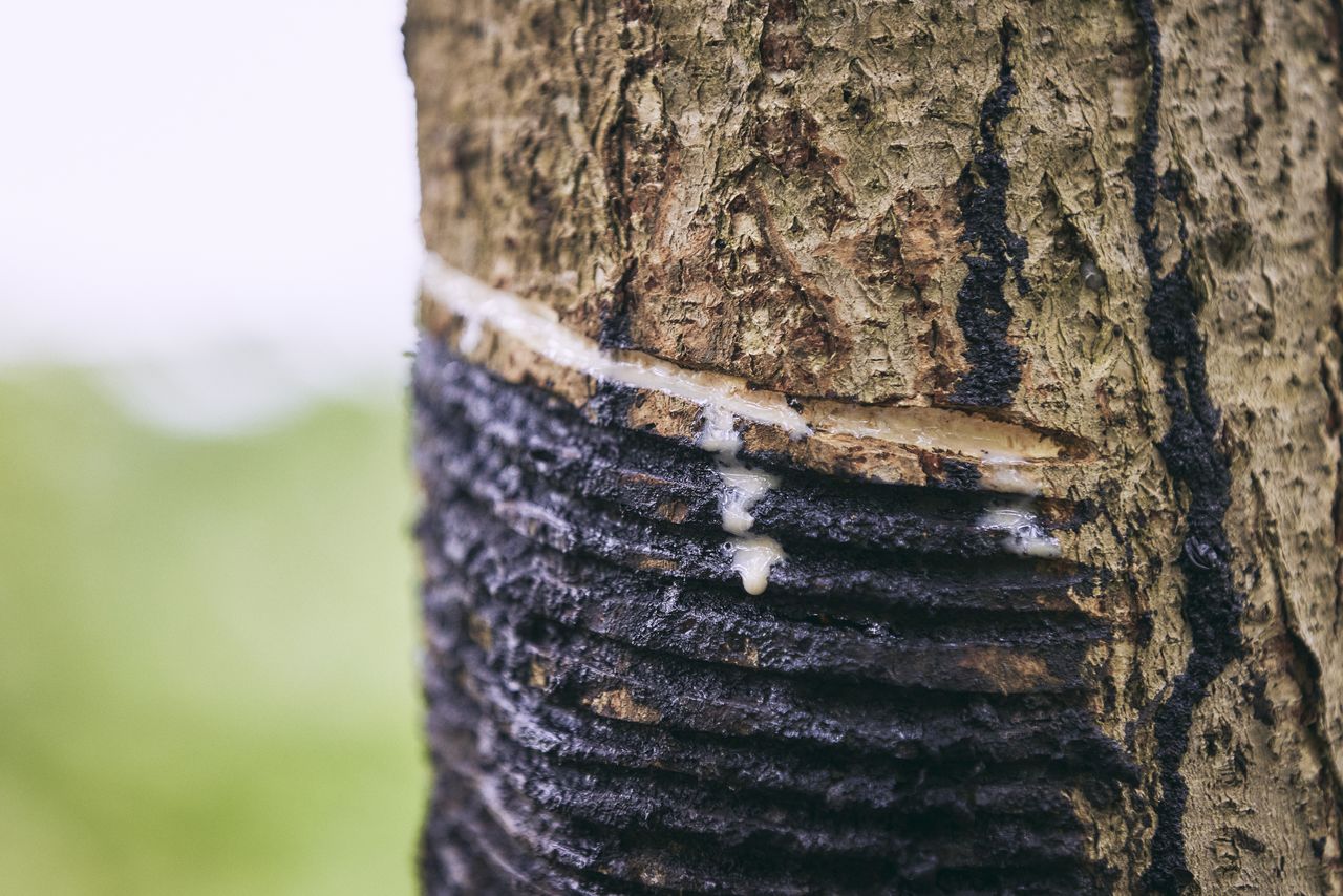 Sap collecting in cuts in the tree bark.