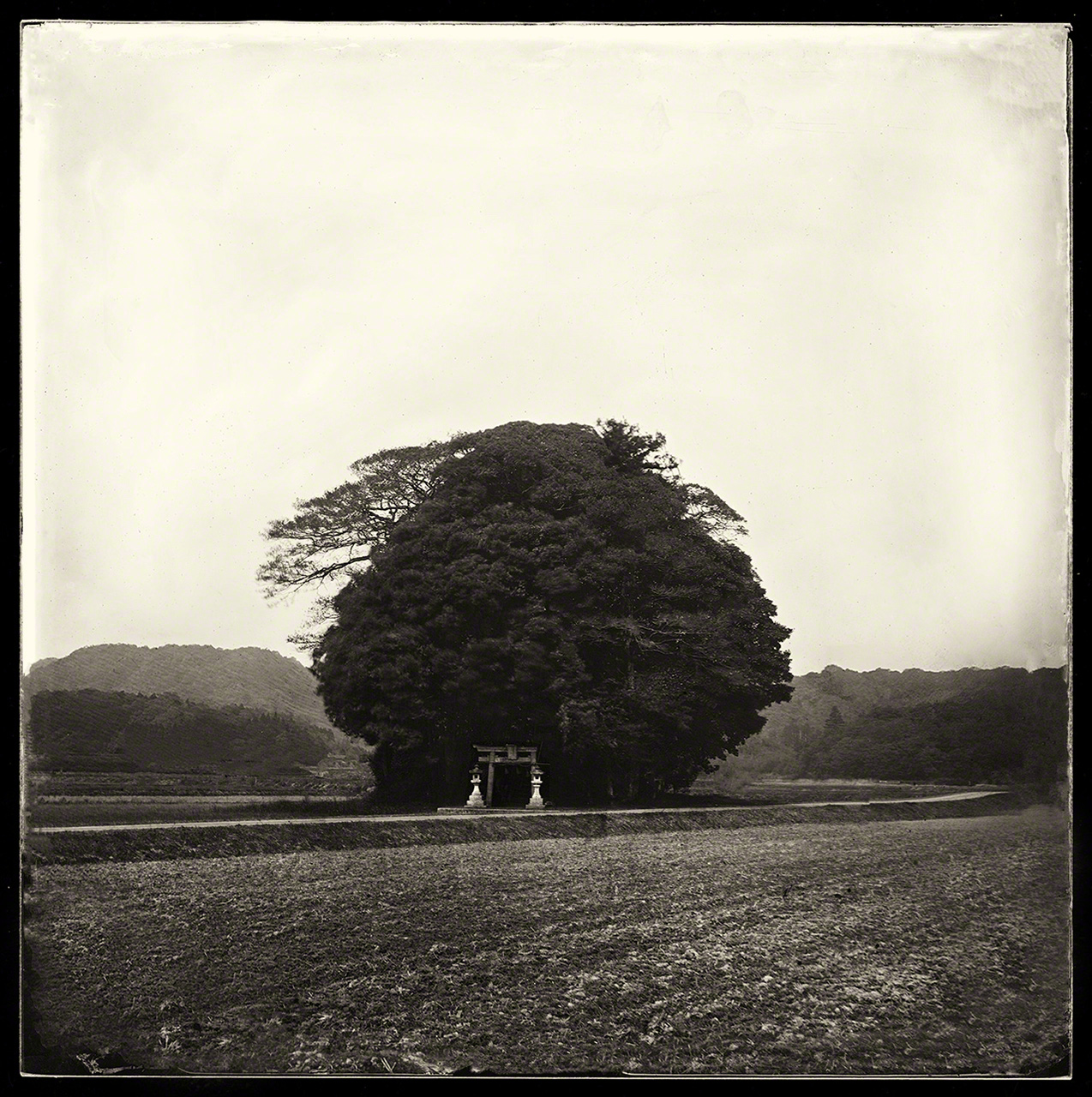 An ancient burial mound in a rice field. According to local legend, the voices of spirits can be heard in the trees.