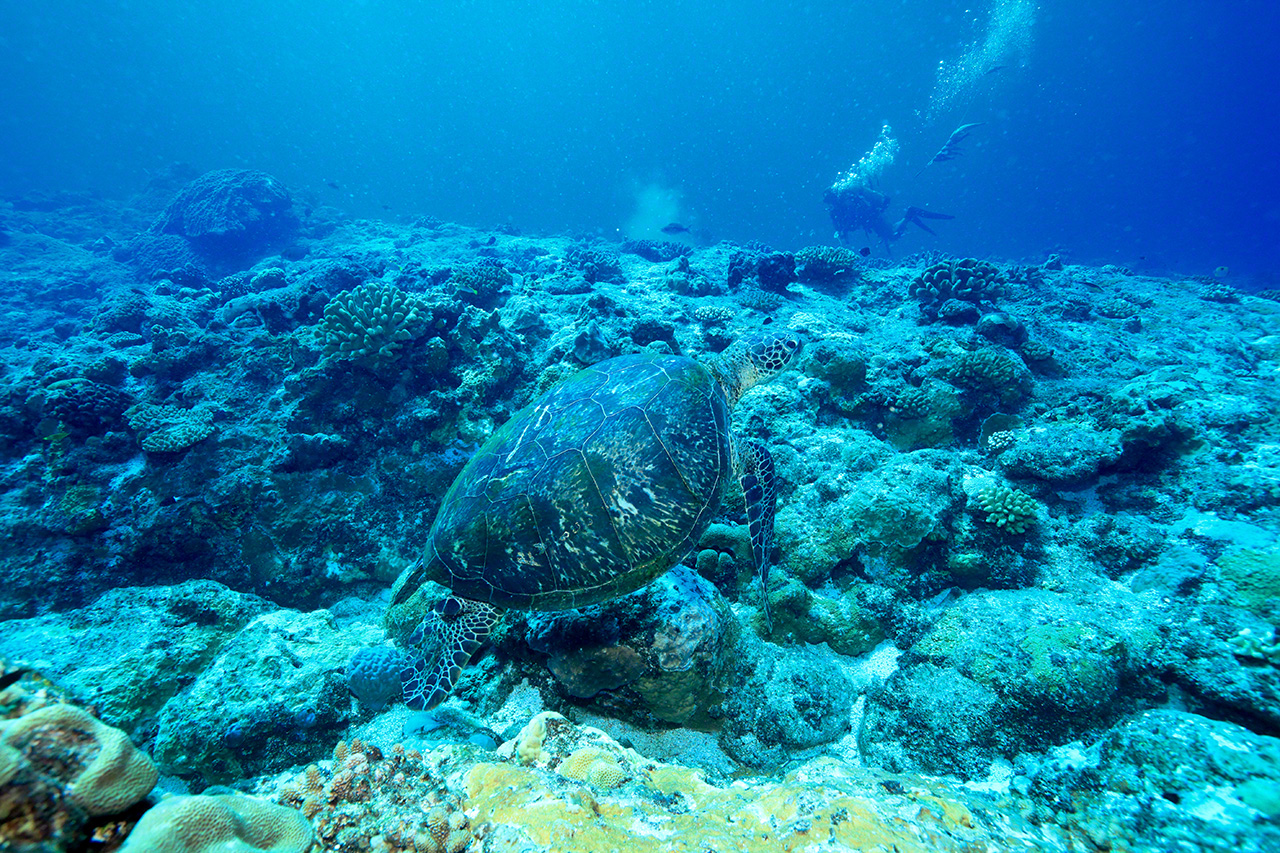 The Yaeyama Islands are home to large numbers of green sea turtles, which are frequently spotted by divers while fishing. (© Nishino Yoshinori)