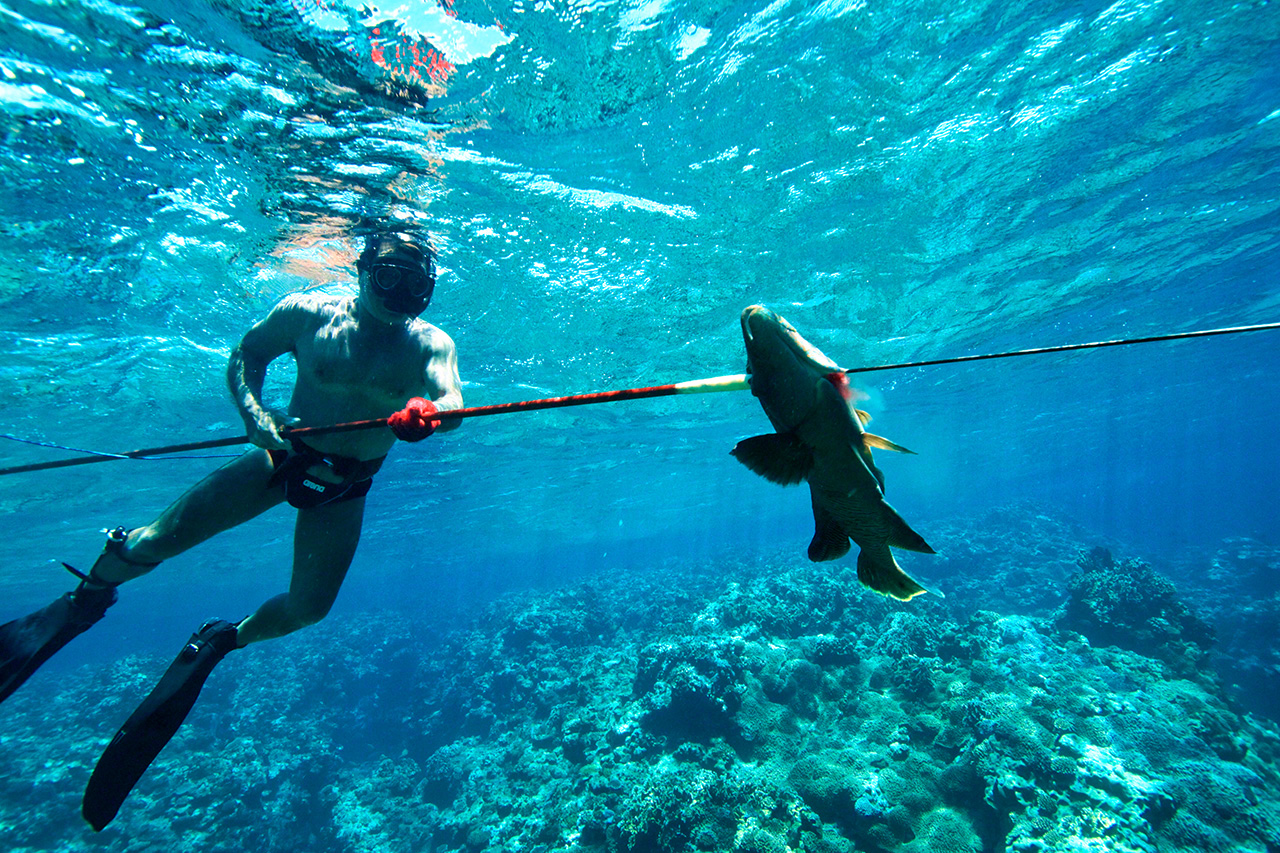 Spearing a humphead wrasse, a fish that is difficult to approach even when being extremely stealthy. It is an important commercial fish in Okinawa. (© Nishino Yoshinori)