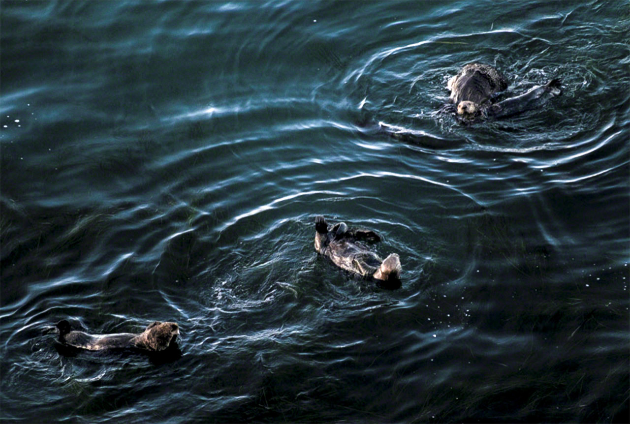 Sea otters have become frequent visitors to Hokkaidō shores in recent years at Cape Kiritappu. (© Mizukoshi Takeshi)