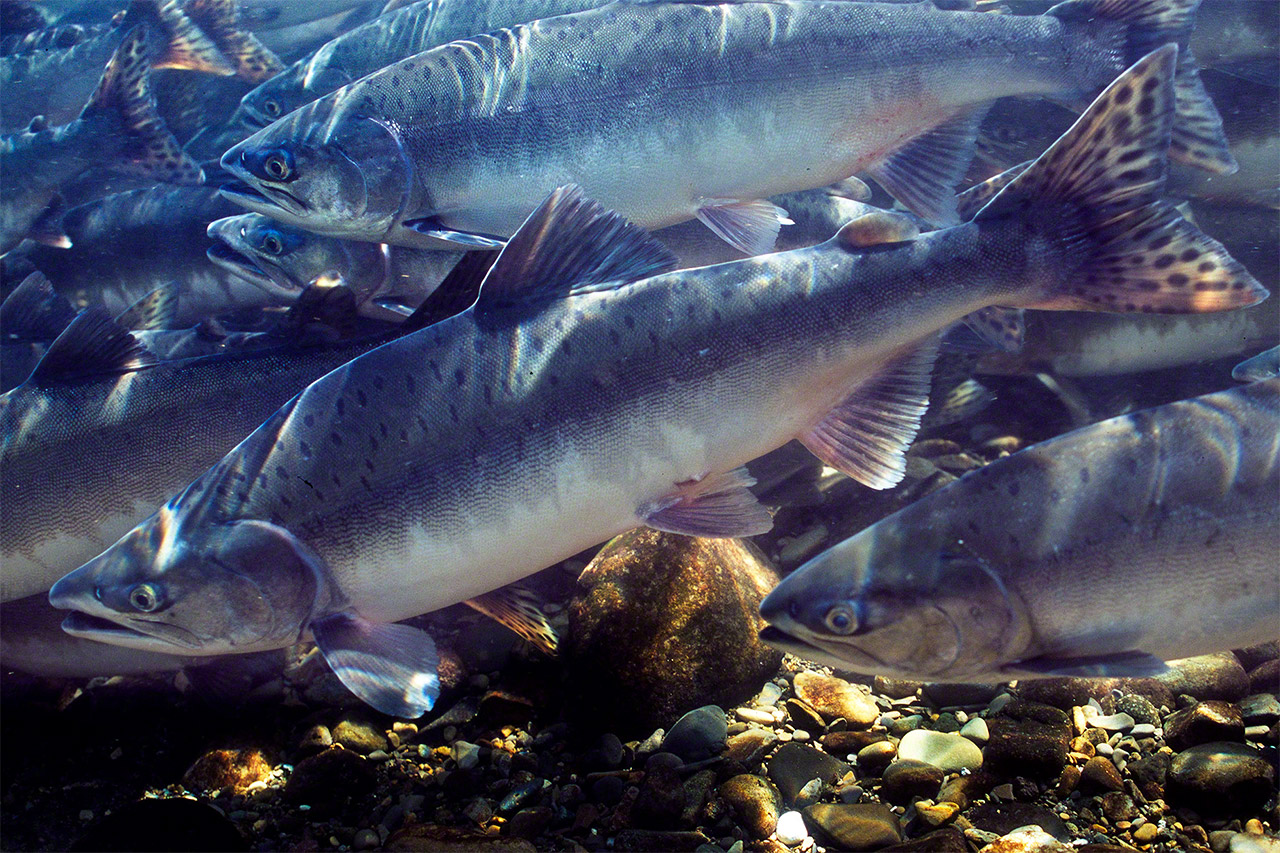 Salmon move in from the Sea of Okhotsk, swimming upstream to spawn in the rivers of Shiretoko. (© Mizukoshi Takeshi)