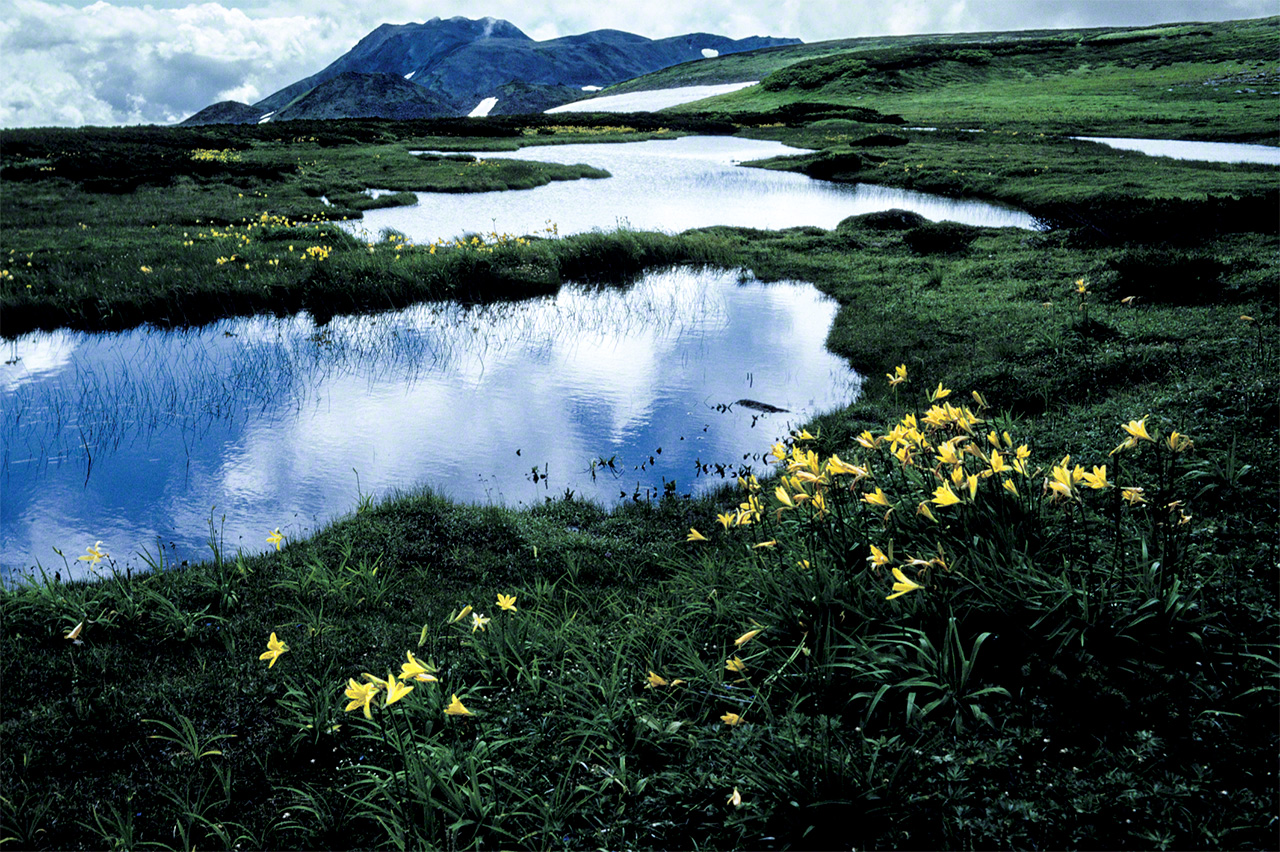 Looking toward Mount Tomuraushi, in the southern part of the Daisetsuzan range, with ezo-kanzō flowers blooming in the marshes of Numanohara and Ōnuma. (© Mizukoshi Takeshi)