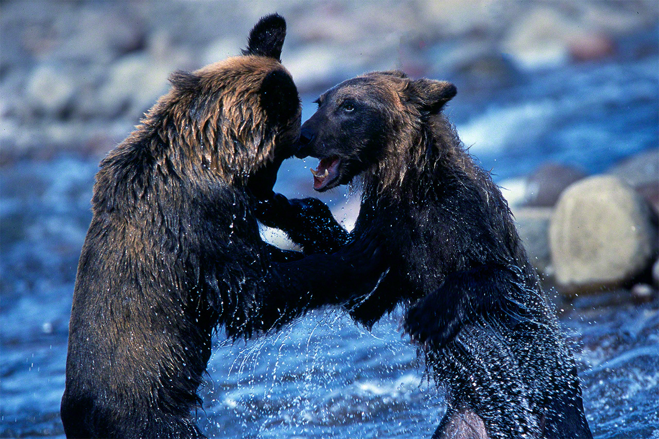 Brown bear cubs sparring playfully. (© Mizukoshi Takeshi)