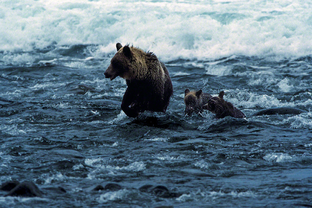 Mother and cubs on the lookout for salmon and trout. (© Mizukoshi Takeshi)