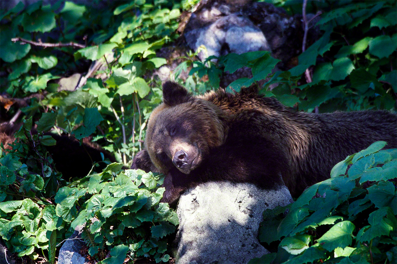 A brown bear napping peacefully. (© Mizukoshi Takeshi)