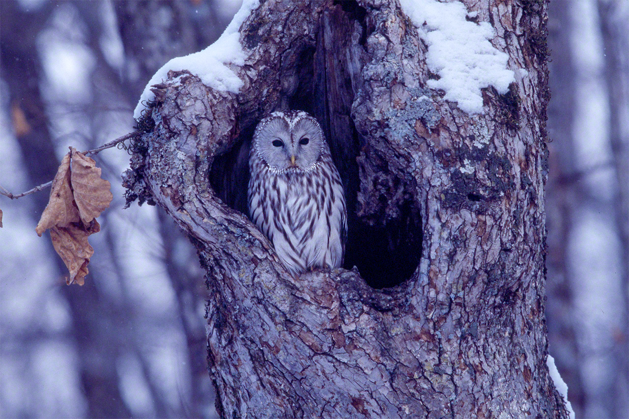 A Yezo Ural owl in winter. (© Mizukoshi Takeshi)
