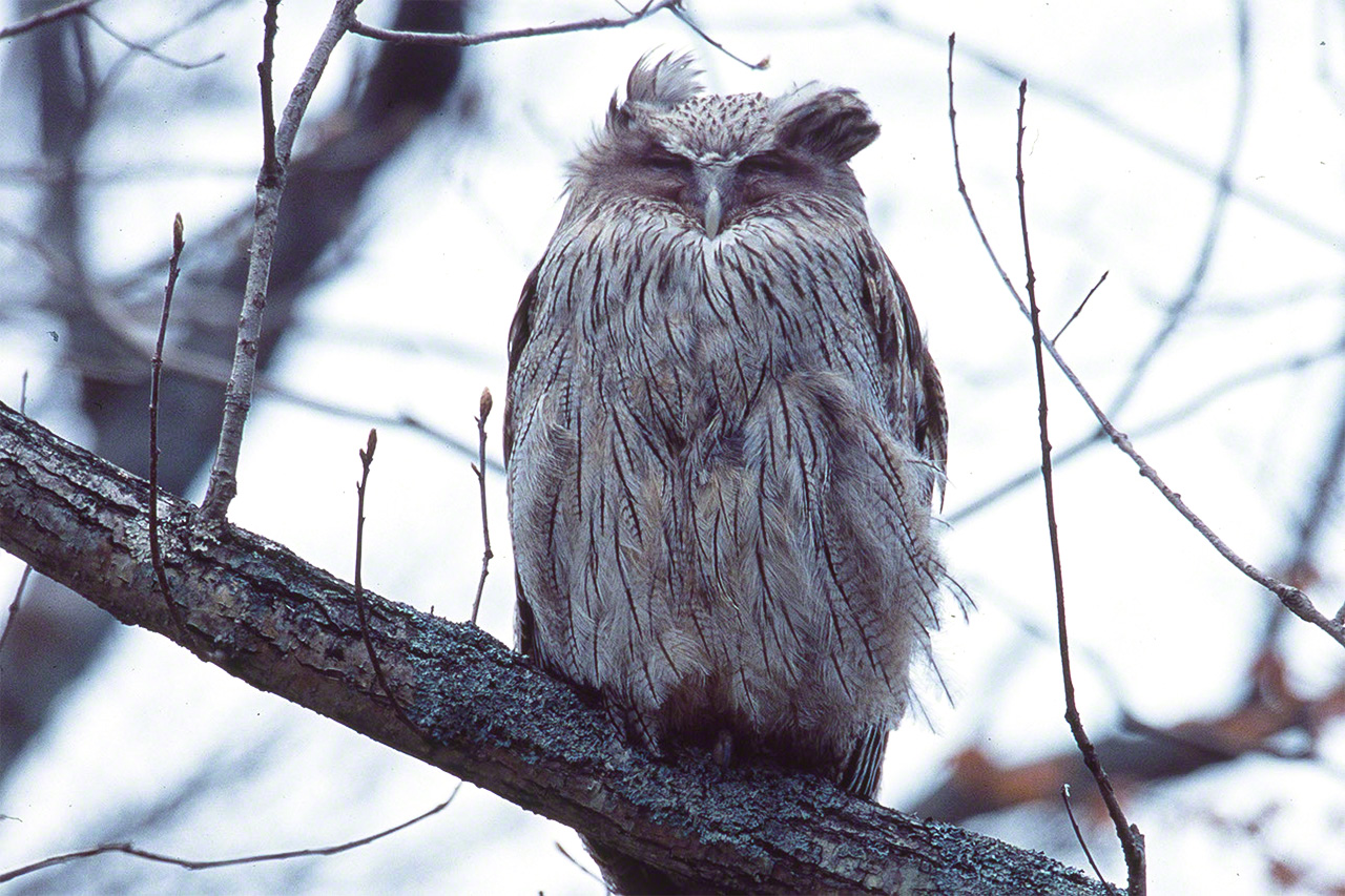 A Blakiston'’s fish owl naps atop a branch in the daytime. (© Mizukoshi Takeshi)