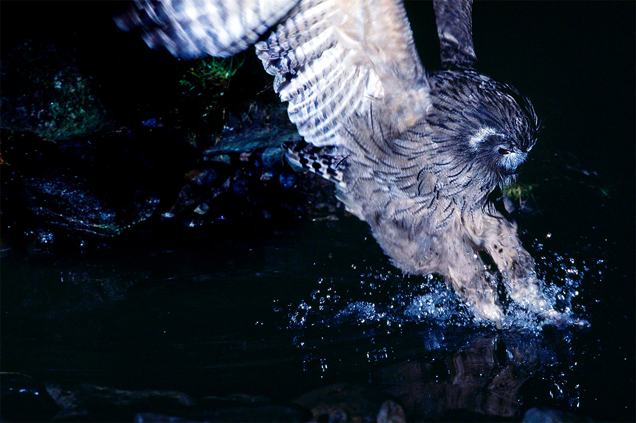A Blakiston’s fish owl sinks its claws into a trout. (© Mizukoshi Takeshi)