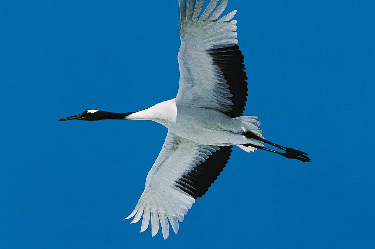 A red-crowned crane soars high above. (© Mizukoshi Takeshi)