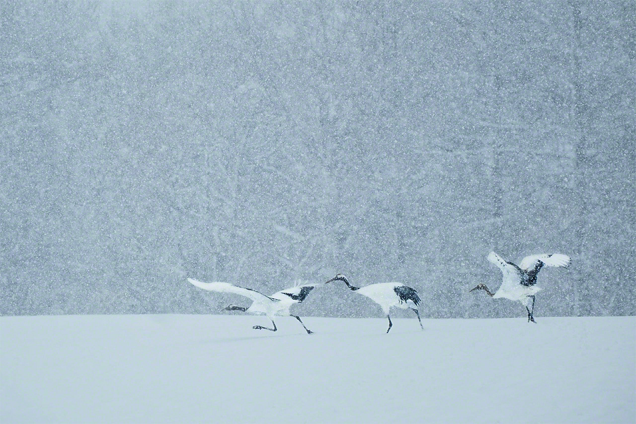 A family of red-crowned cranes in a snowy field. (© Mizukoshi Takeshi)