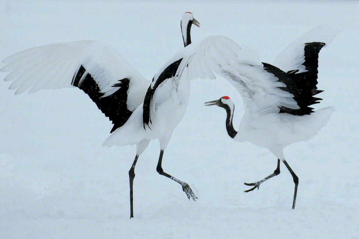 The cranes’ mating dance. The birds mate every year around February. (© Mizukoshi Takeshi)