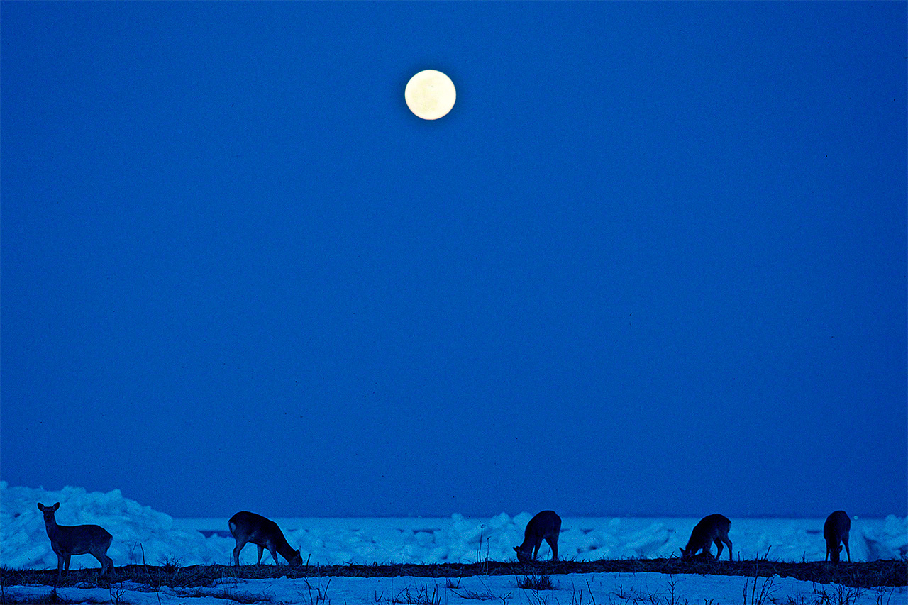 Sika deer under a full moon. (© Mizukoshi Takeshi)