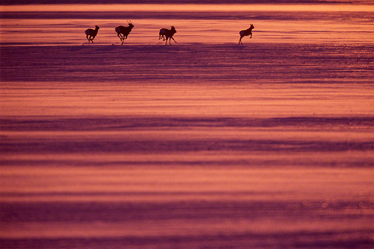 Sika deer dash across the frozen surface of Lake Fūren. (© Mizukoshi Takeshi)