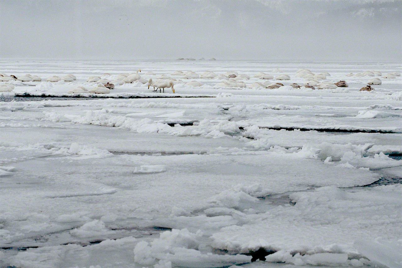 Swans on Lake Kussharo in winter. (© Mizukoshi Takeshi)