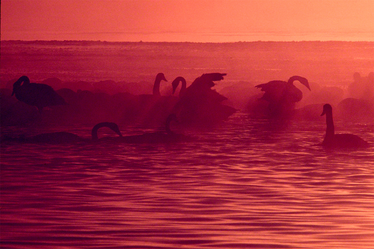 Swans on a winter morning. (© Mizukoshi Takeshi)