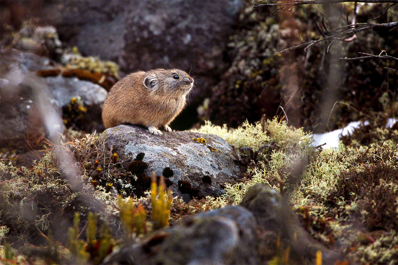 Northern pika dwell in mountainous rocky areas such as the Daisetsuzan or Hidaka ranges. (© Mizukoshi Takeshi)