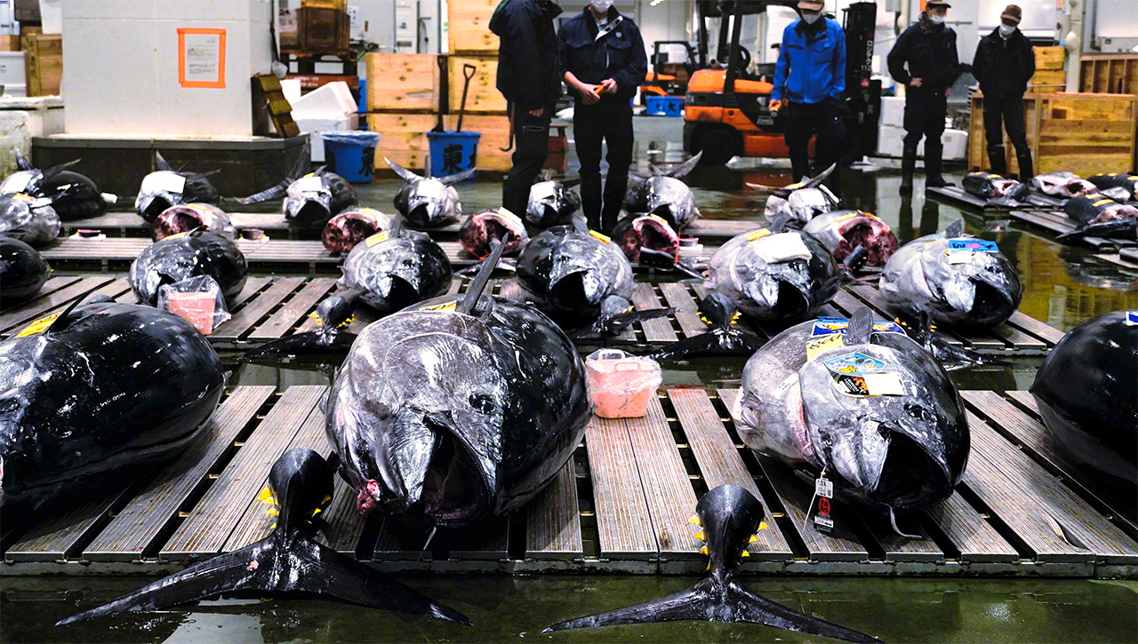Late autumn to New Year is the season when Japanese Pacific bluefin tuna (hon-maguro), nicknamed &ldquo;black diamonds,&rdquo; are auctioned off. (&copy;&nbsp;Uzawa Akihiko)