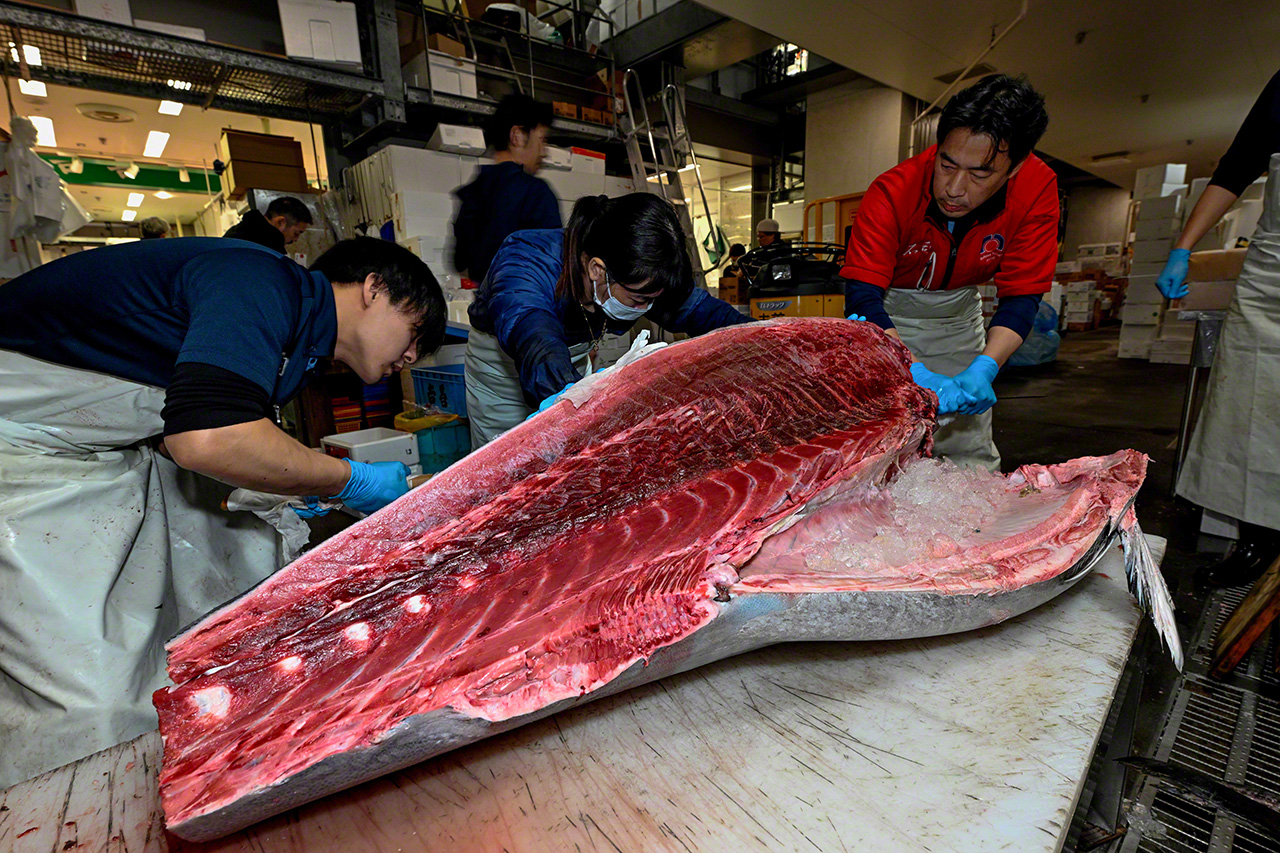The value of the fish first becomes apparent when its belly is cut open. It&rsquo;s a tense moment. (&copy;&nbsp;Uzawa Akihiko)