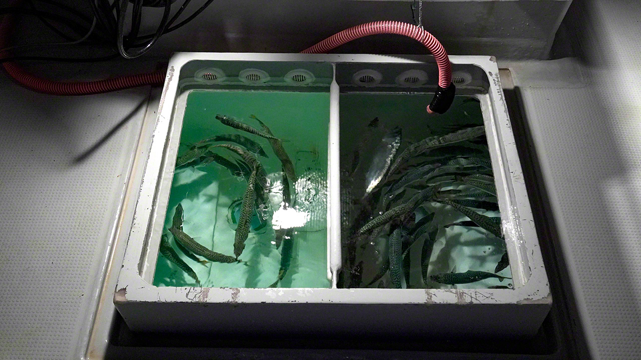 A live-tank filled with mackerel. Fresh seawater is constantly circulated in the container to keep its contents lively. (&copy; Uzawa Akihiko)