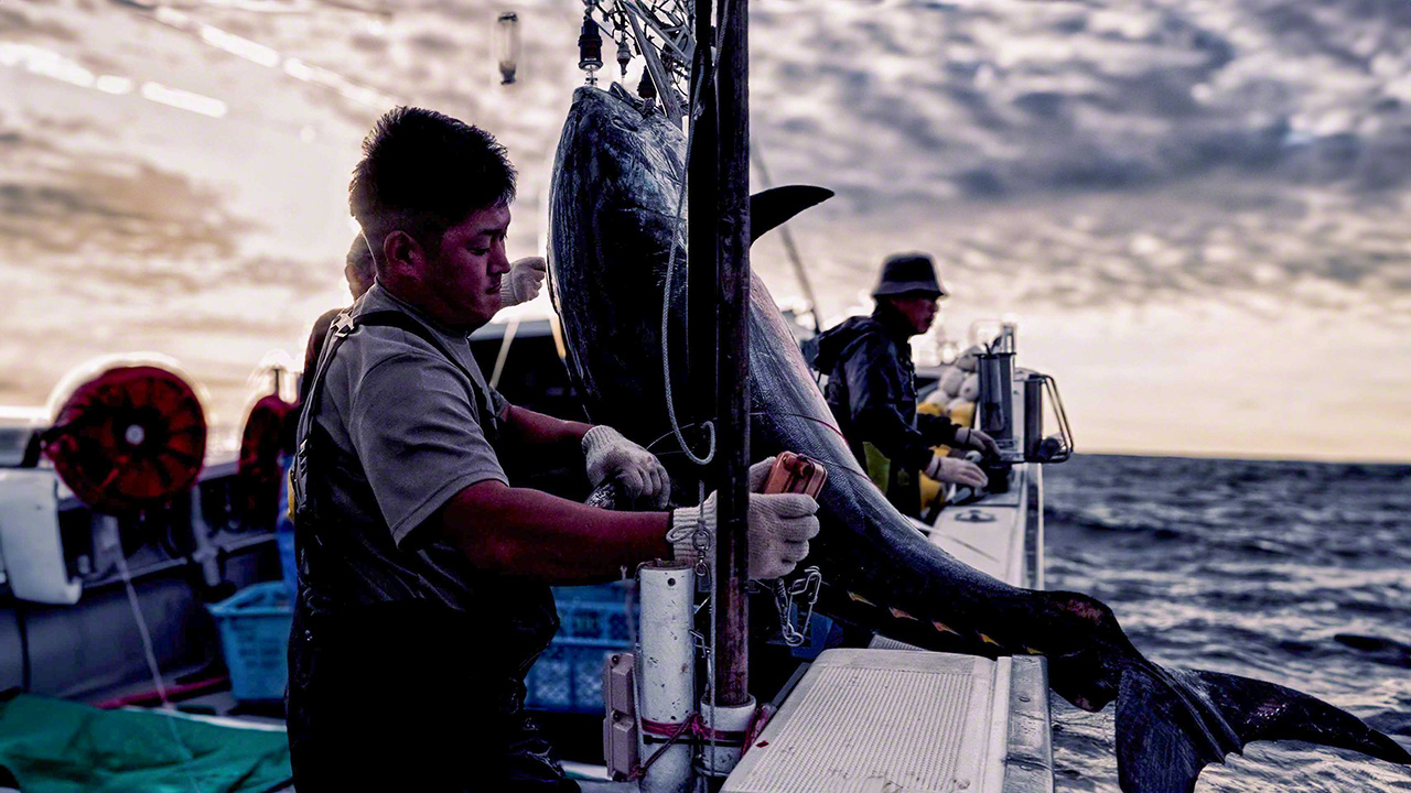 The first catch appeared around sunrise. (&copy; Uzawa Akihiko)