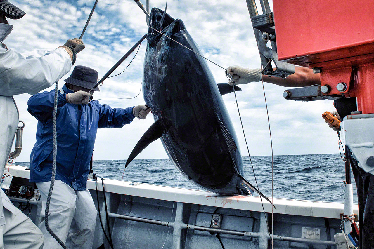 The tuna is landed with care to prevent damage. (&copy; Uzawa Akihiko)