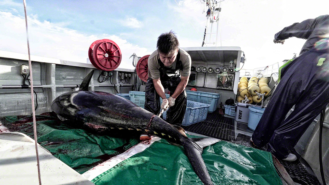 The tuna&rsquo;s tail is quickly removed to check the meat. (&copy; Uzawa Akihiko)