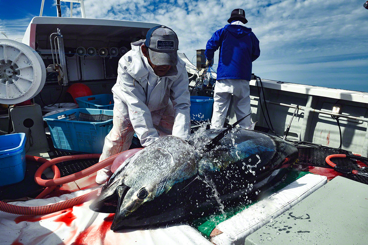 Bleeding the fish is a battle against time. (&copy; Uzawa Akihiko)