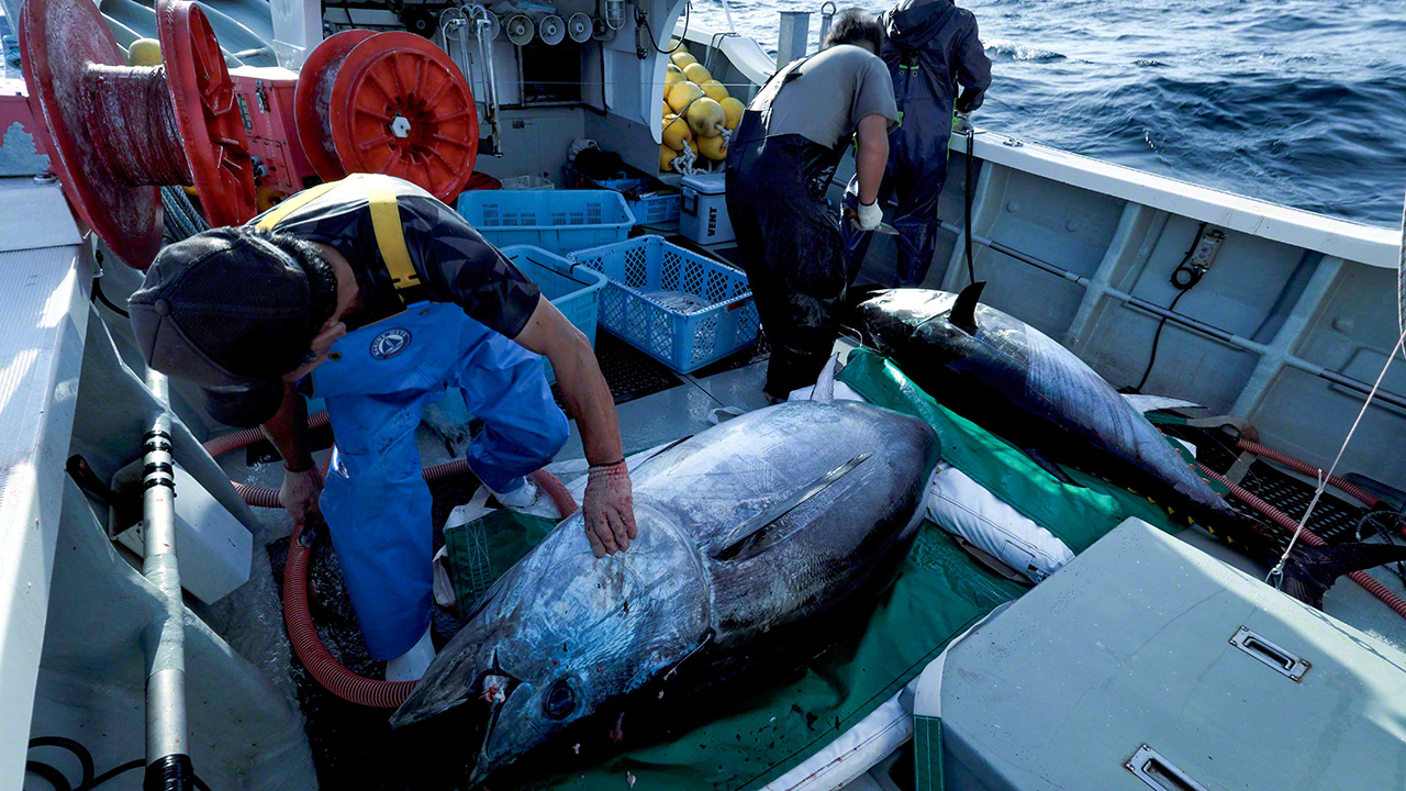There is no room to stand on the narrow deck with all the equipment and the landed tuna itself. (&copy; Uzawa Akihiko)