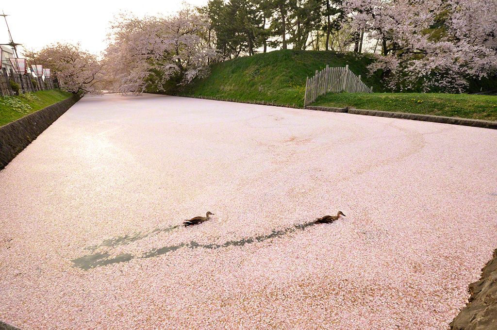 Hirosaki Park, Hirosaki, Aomori Prefecture