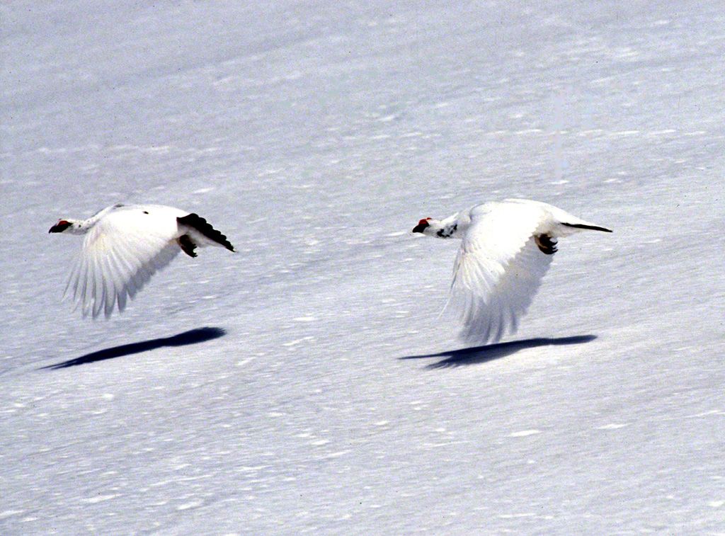 Male ptarmigans competing for territory (April).