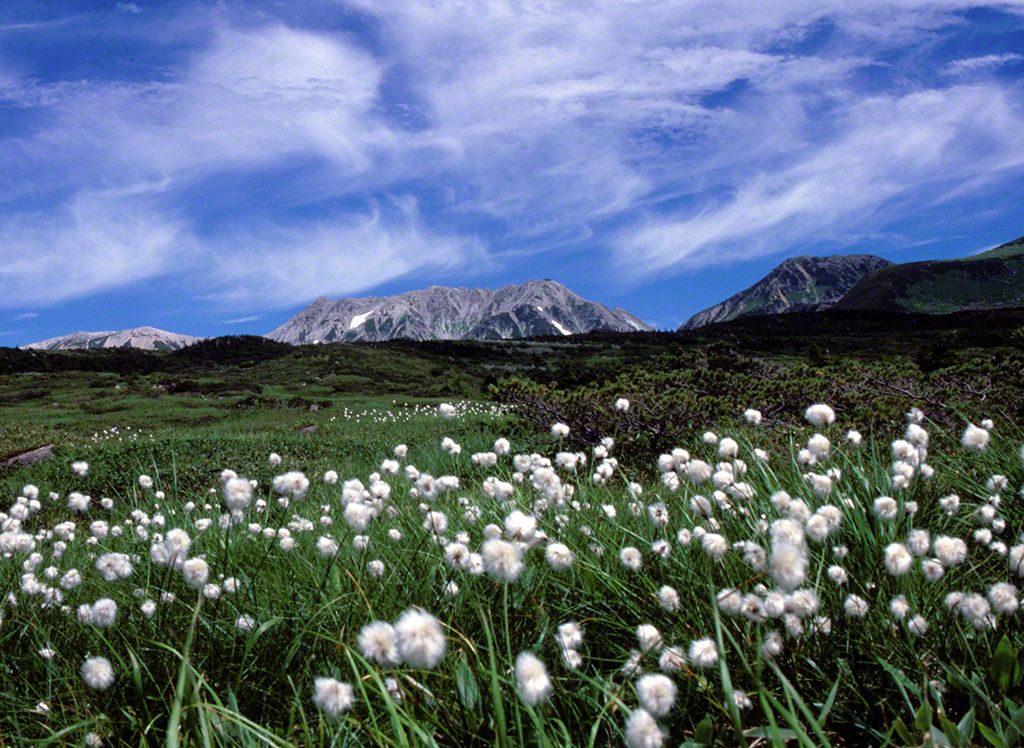 Cotton grass on the Tengudaira plain. Tateyama in the distance (July).