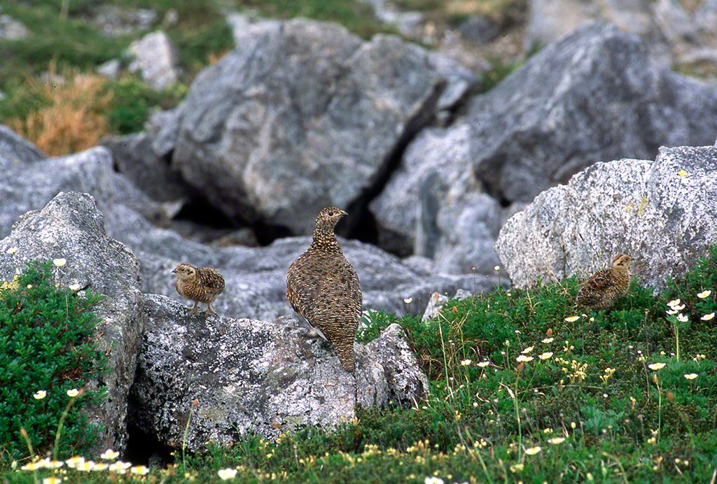 A ptarmigan and chick in summer plumage (July).