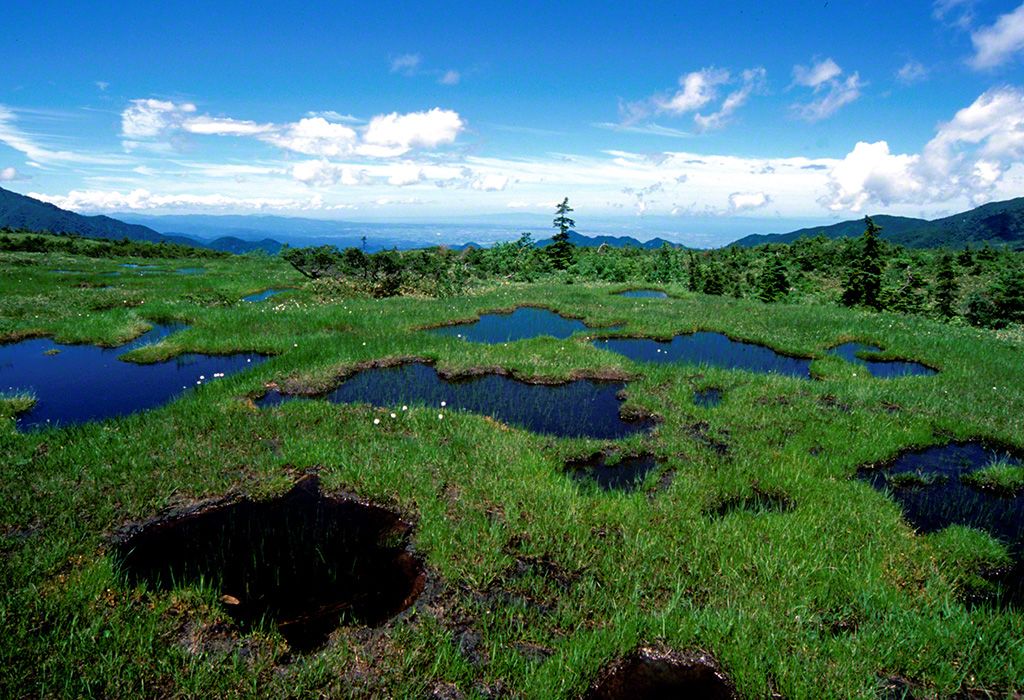 Marshes on the Midagahara plateau (July).
