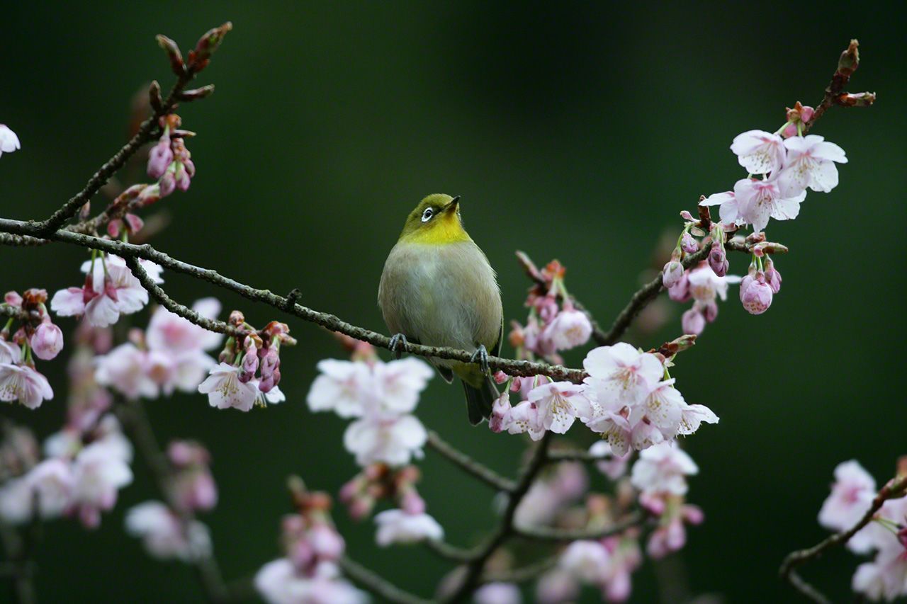 March 19 The Japanese white-eyes appear in the branches of an early-blossoming wild Himalayan cherry tree, as if they have been waiting for it to bloom.