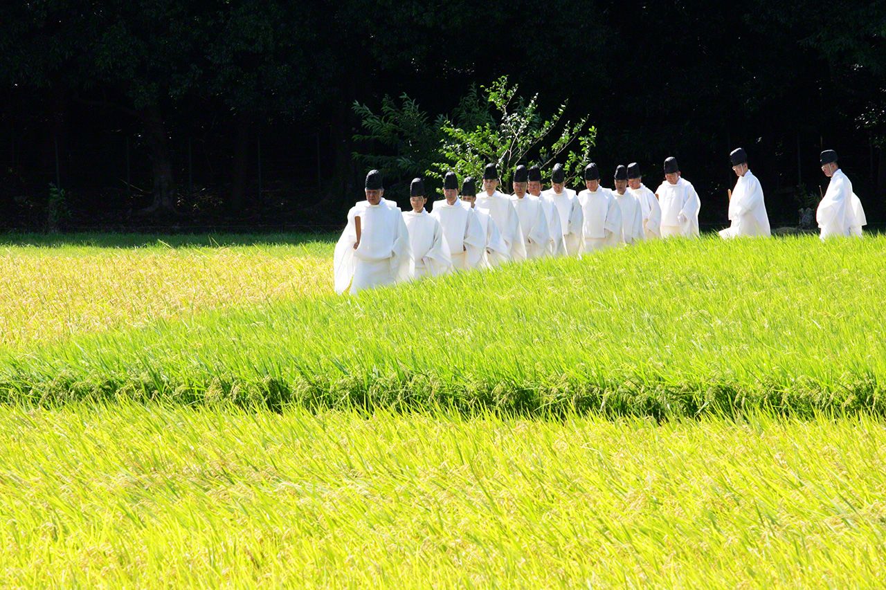 September 5 The Nuibo-sai is a ceremony to harvest the ears from plants in the paddies where rice used in rituals is grown.