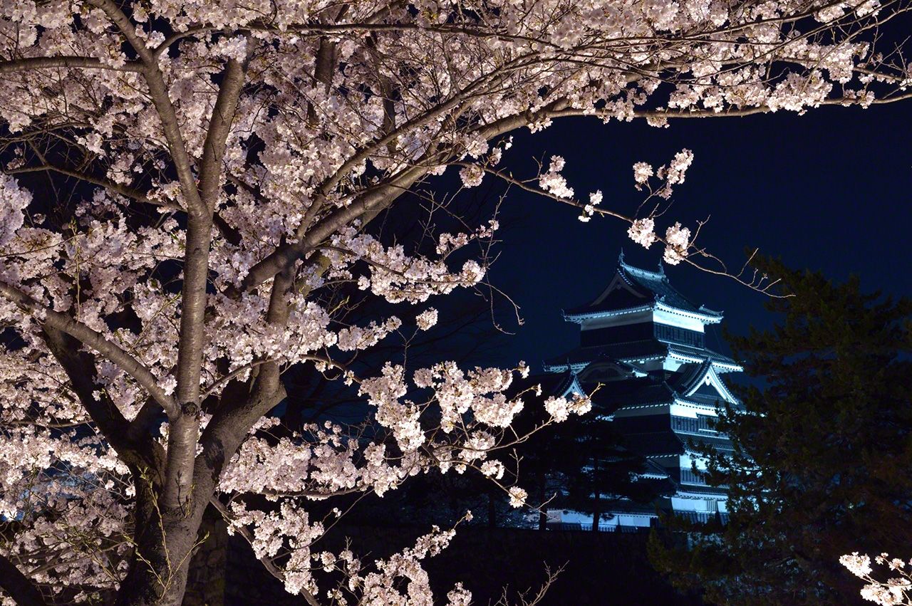 Cherry blossoms and Matsumoto Castle at night.