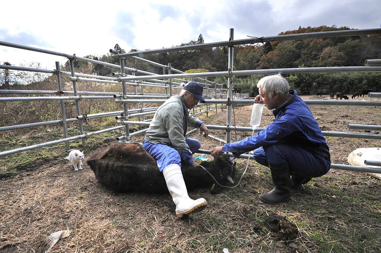 Shiro looks on nervously as a calf receives treatment from a volunteer vet.