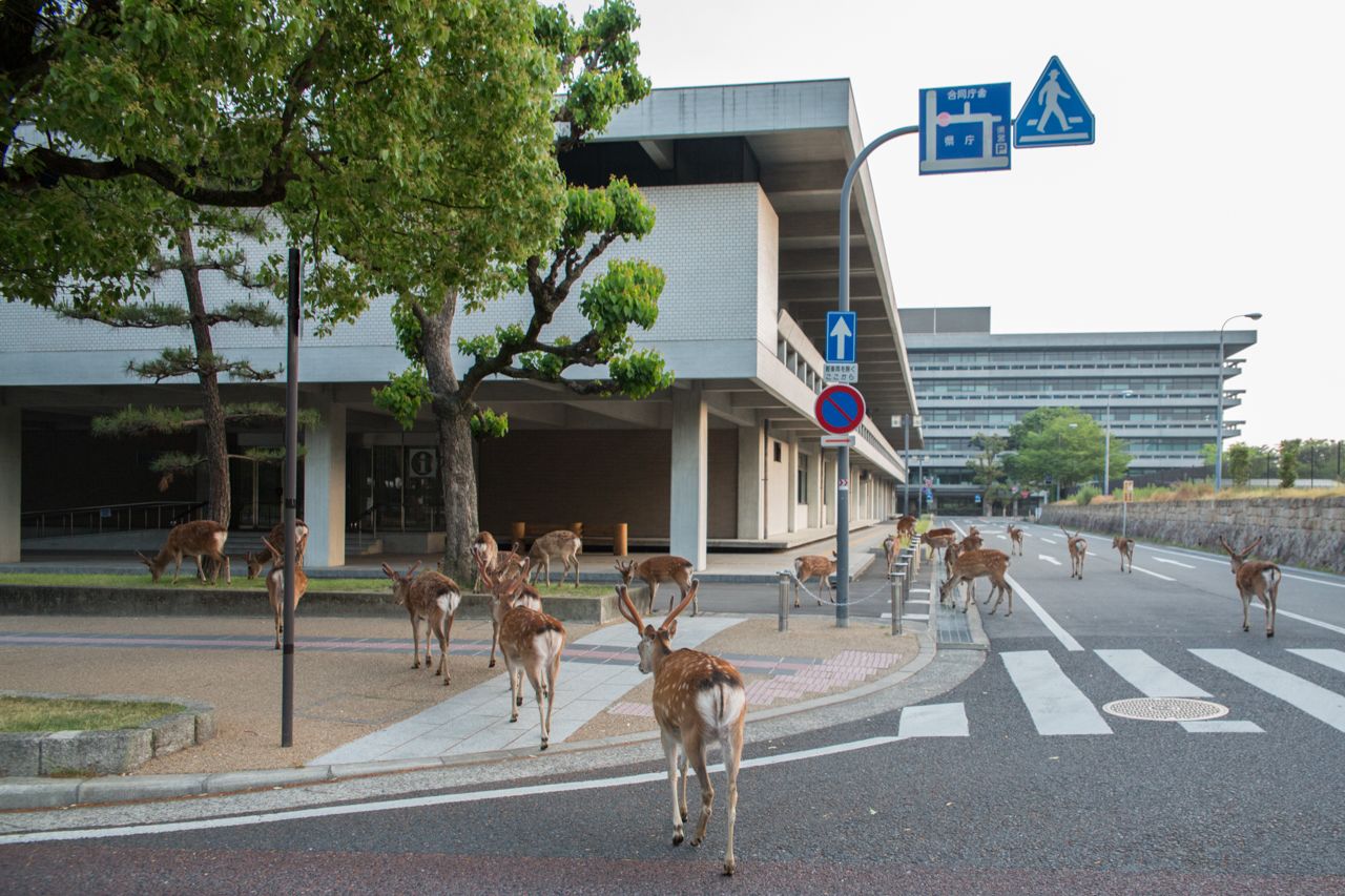 Outside the Nara Prefectural Office.