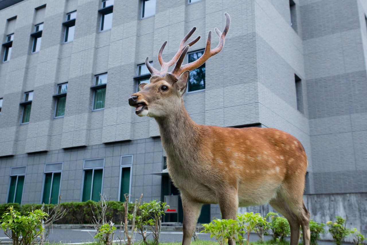 Next to the Nara District Court Building.