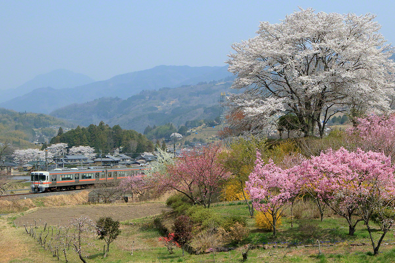 April. A 313 series on the JR Chūō Main Line between Ochiaigawa and Nakatsugawa Stations in Nakatsugawa, Gifu Prefecture. When searching for a spot to shoot from, I drive around thinking about how I should combine the train, the seasonal vista, and the time of day. When I found this single cherry tree in this unassuming village in the mountains, I was soon met by a train speeding through a spring field.