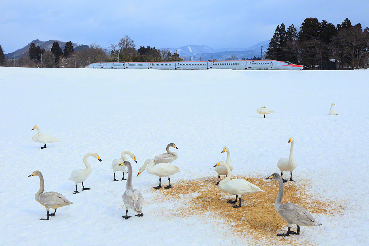 February. The E6 series Akita Shinkansen Komachi on the JR Tazawako Line between Kakunodate and Uguisuno Stations in Senboku, Akita Prefecture. I drove up this farm road hoping to get a shot of the Komachi travelling through the snow, only to be greeted by this party of swans, which were delighting local families. While taking this photo, I was informed that a neighboring farmer feeds the birds.