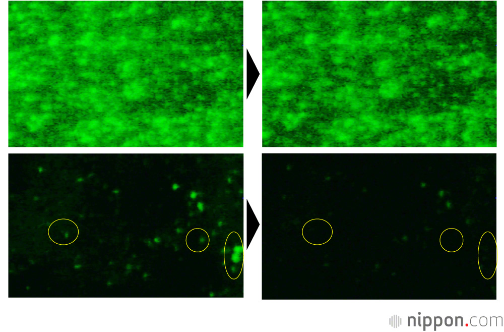 The frames above show a conventional reverse osmosis membrane. Below is the nanocomposite membrane developed at Shinshū University. Left is after 48 hours, right is after 52 hours. The green proteins adhere to the conventional membrane, but the small clumps of proteins adhering to the nanocomposite membrane peel off and are almost gone after 52 hours. (© Shinshū University).