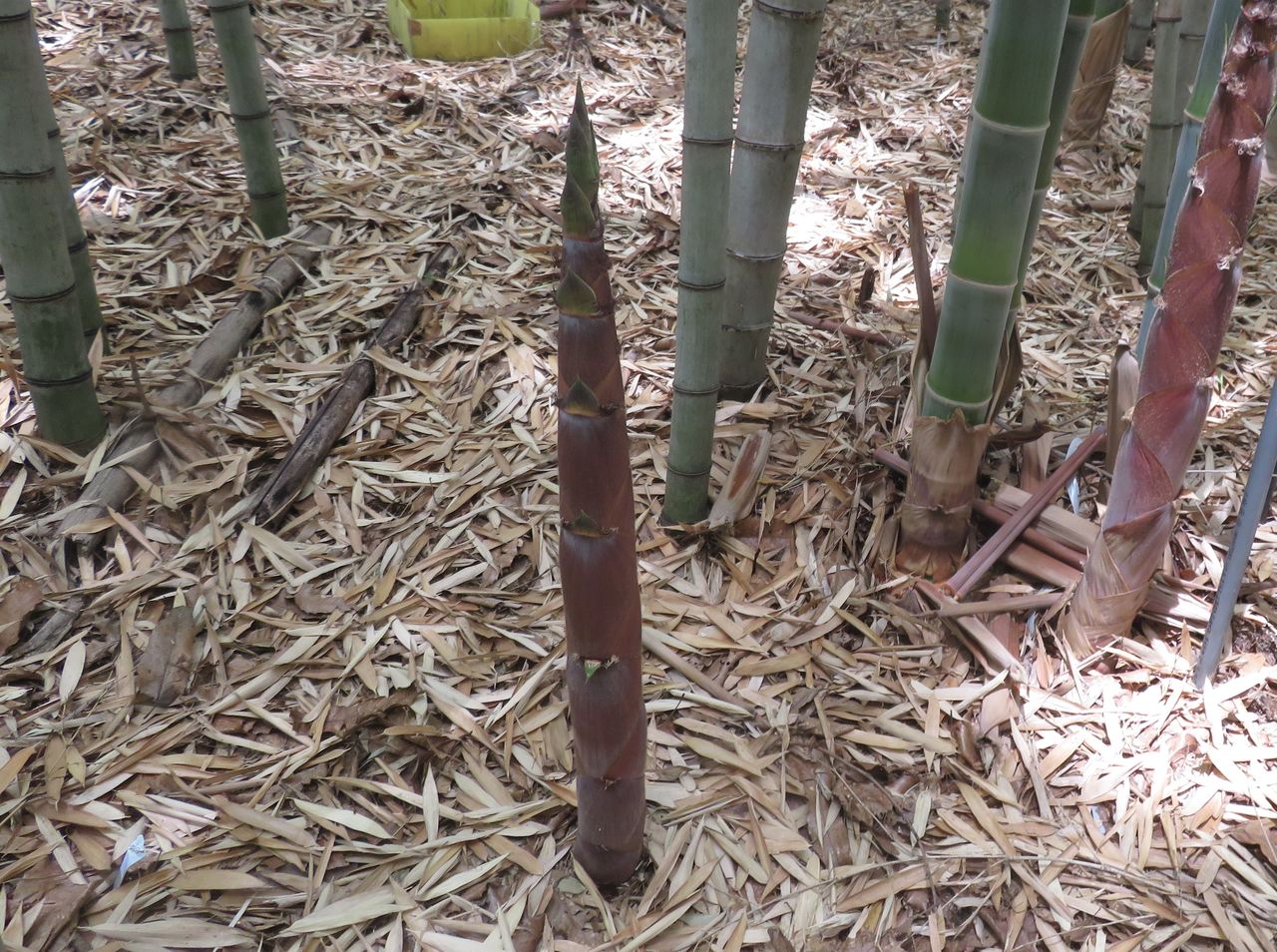 Shoots of hachiku poke out of the ground in a bamboo stand in Kyoto Prefecture.