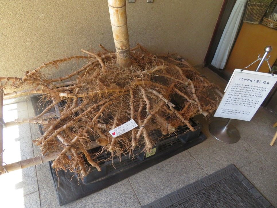 Rhizome systems of a mōsōchiku on display at the Kyoto Bamboo Park. Like culms, the subterranean stems are segmented.