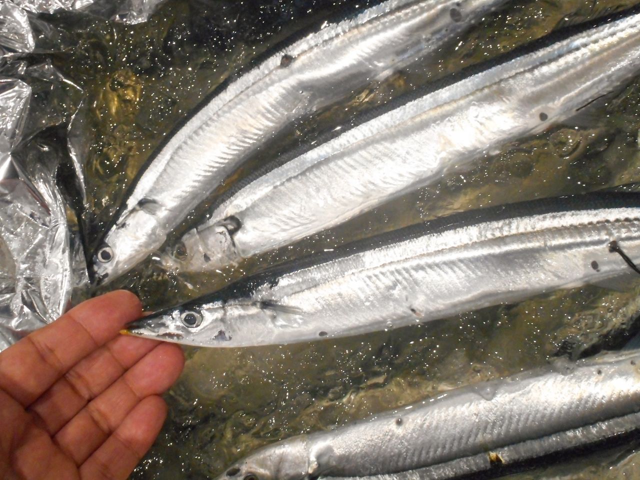 Saury catches are among the smallest they have been in several years.