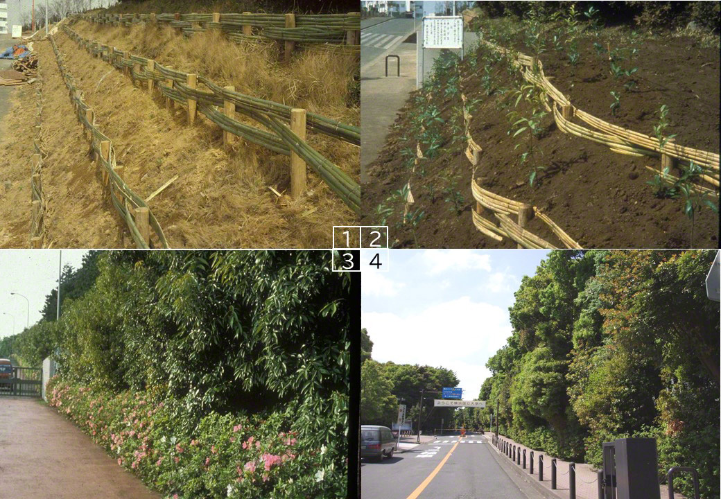 (1) The site for the Miyawaki forest at Yokohama National University was a 2–3 meter embankment covered in invasive species of grass. (2) Topsoil was added and varieties of shii (Japanese chinquapin), tabu (Japanese bay tree), and kashi (Japanese oak) were planted. (3) Three years after planting, the trees had grown to 3 meters. (4) A decade after planting, the trees had reached 10 meters in height. (Courtesy of Miyawaki Akira)