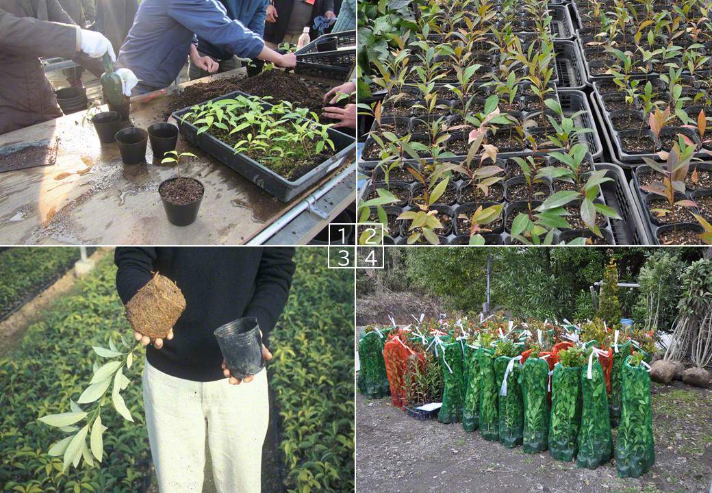 (1) Sprouted seeds are transplanted into plastic planting pots. (2) Saplings grow at a nursery. (3) A sapling of a Japanese bay tree with a fully developed root ball. (4) Net bags containing saplings await transfer to the planting site. (© Suzuki Shin’ichi)