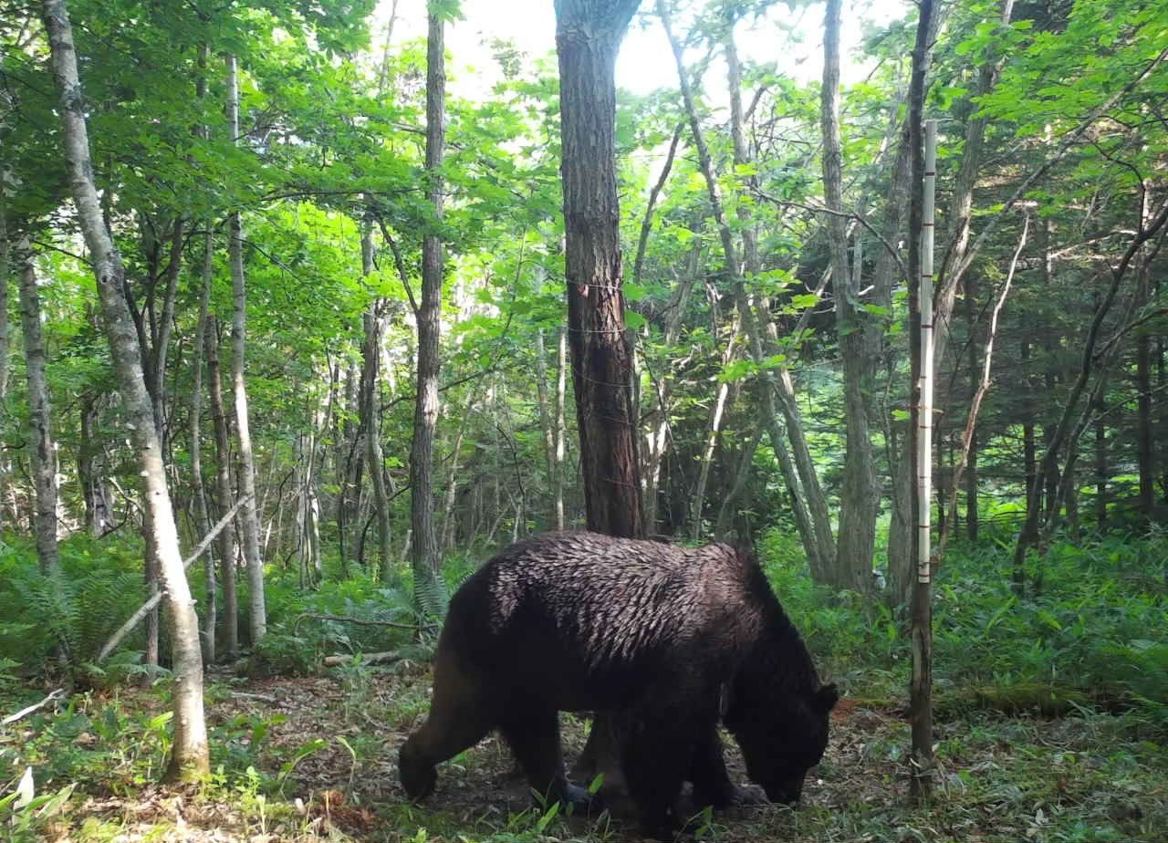 Bear OSO18, which was culled in July 2023 after a spate of attacks on cattle in Hokkaidō. (Courtesy Shibecha municipal government; © Jiji)