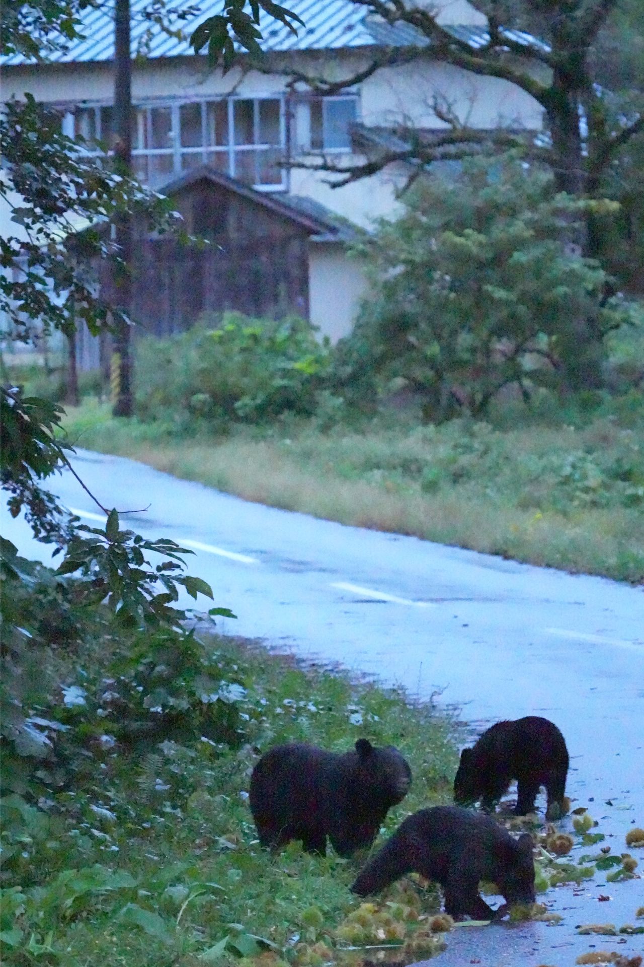 A mother bear and her cubs eating chestnuts near houses at a town at the foot of the Ōu Mountains in Iwate Prefecture in October 2023. (© Satō Yoshihiro)